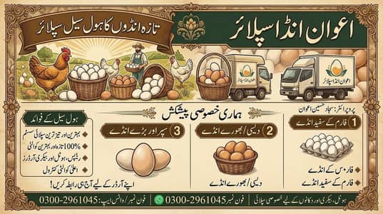 Wholesale Fresh Egg Supplier | Awan Egg Supplier | Sajjad Hussain Awan