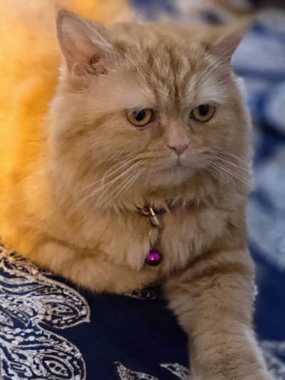 Beautiful Golden Persian Cat Available for Sale