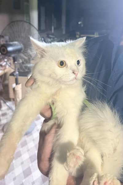 Persian male cat double coat