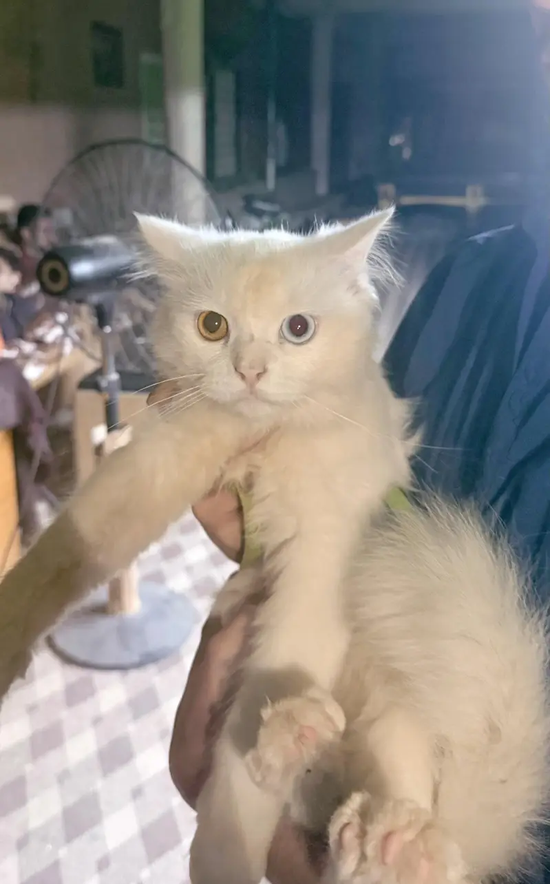 Persian male cat double coat — photo 2