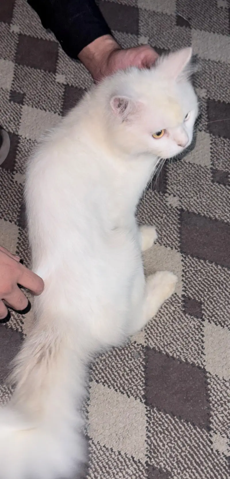 Persian male cat double coat — photo 3