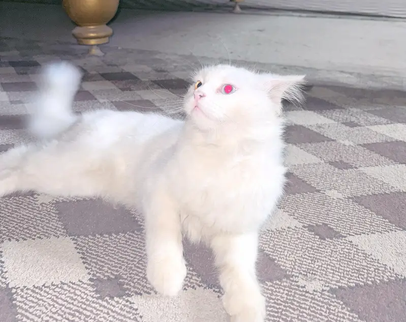 Persian male cat double coat — photo 5