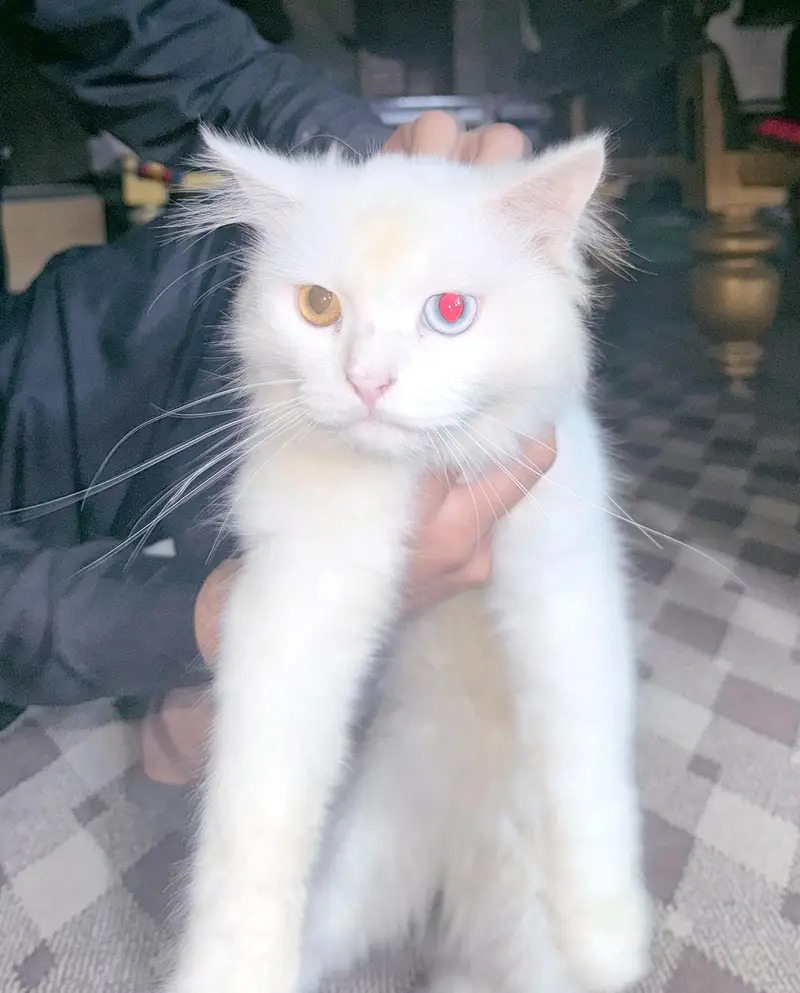 Persian male cat double coat — photo 6