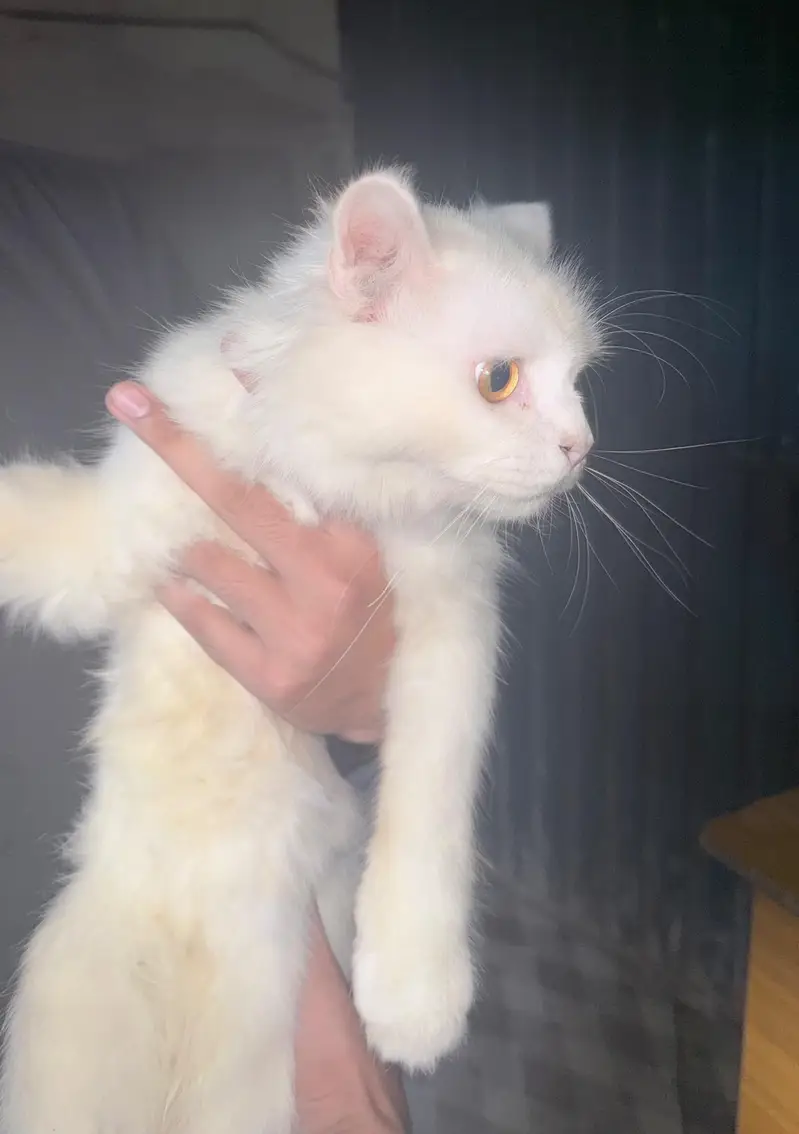Persian male cat double coat — photo 7