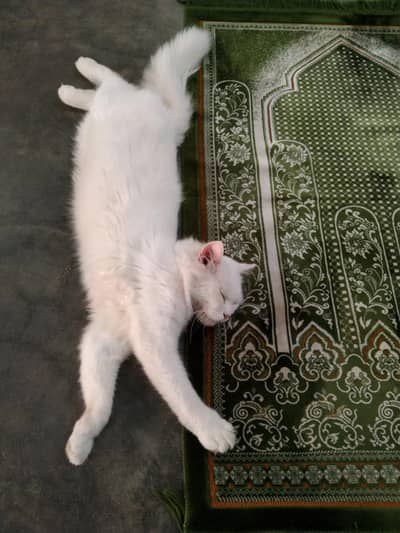 persian cats