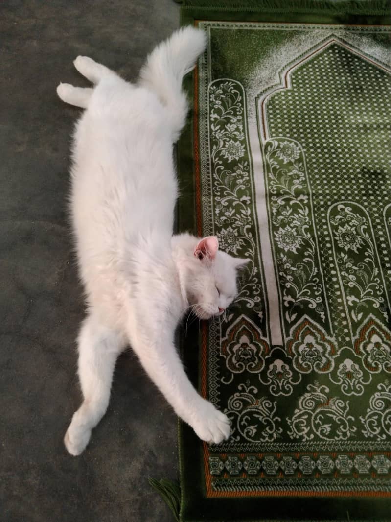 persian cats 0