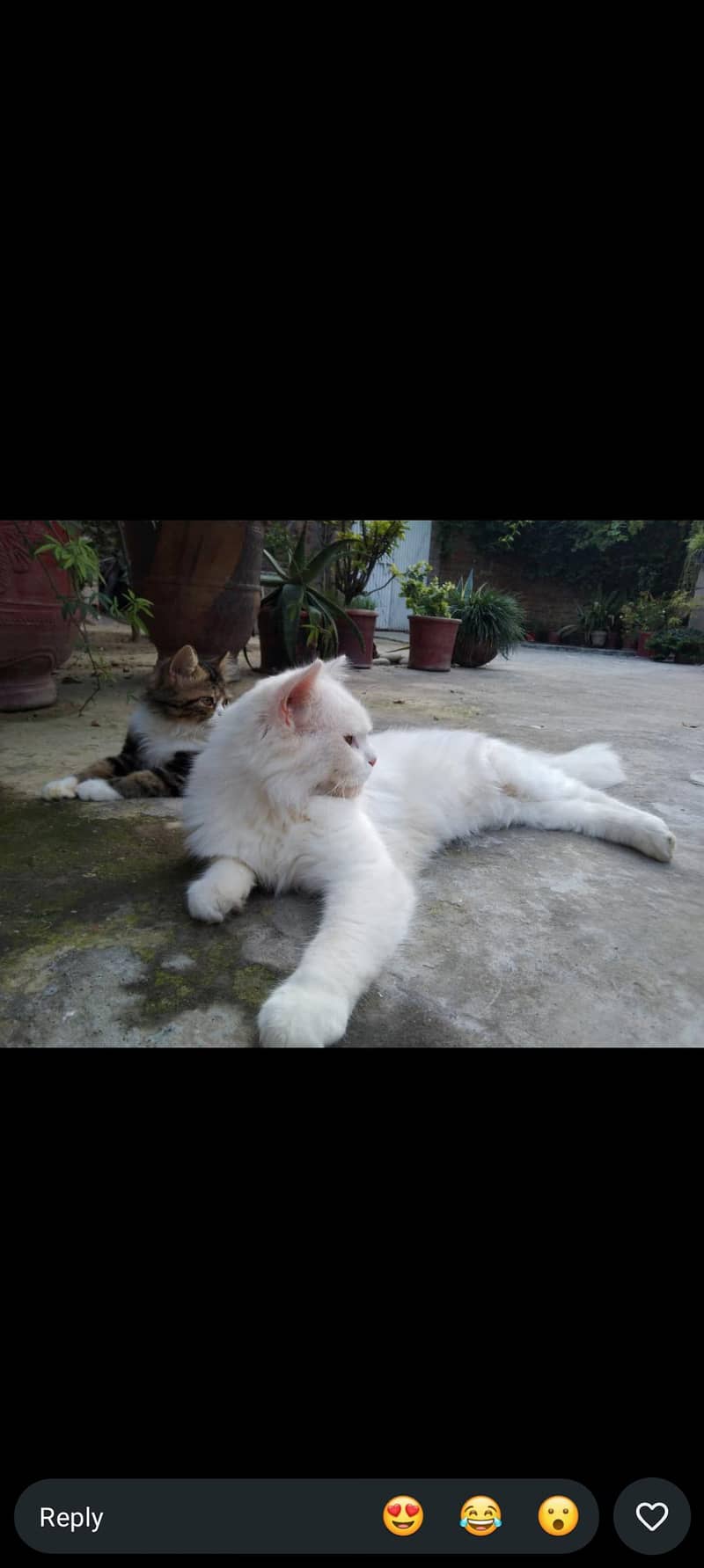 persian cats 1