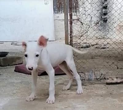 gultair male puppy available for sale