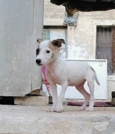 gultair male puppy