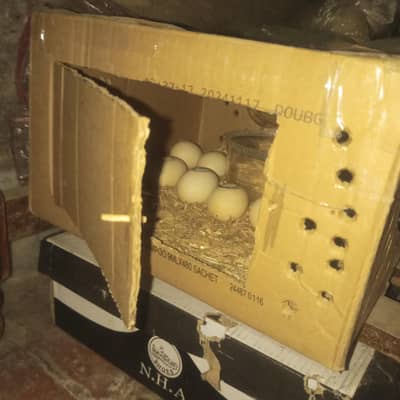 incubator