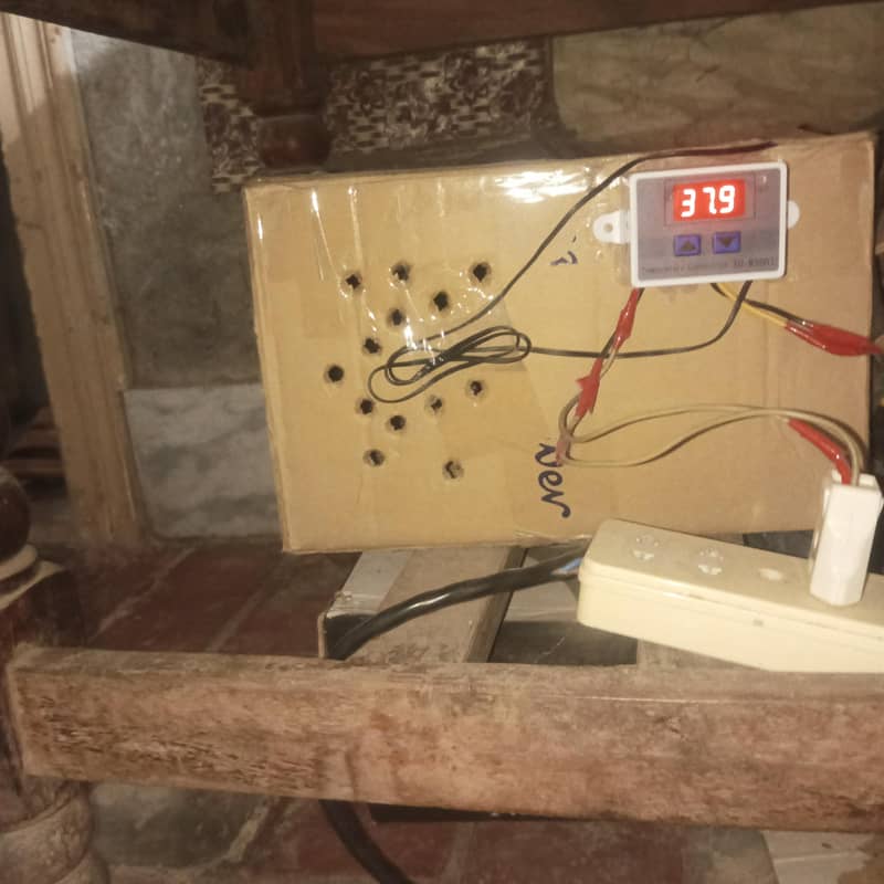incubator 1
