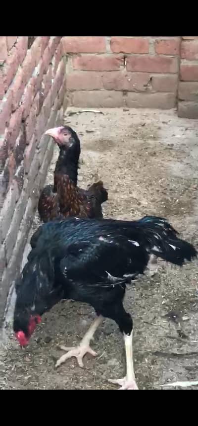 Male Female Dono Hn03284051009 urgent sale