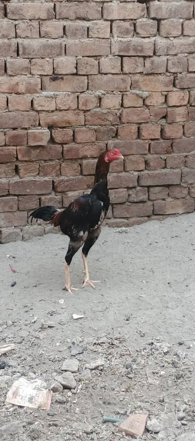 aseel patha
