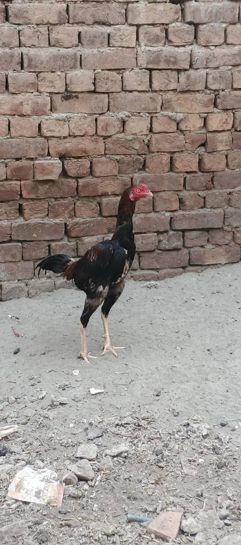aseel patha 0