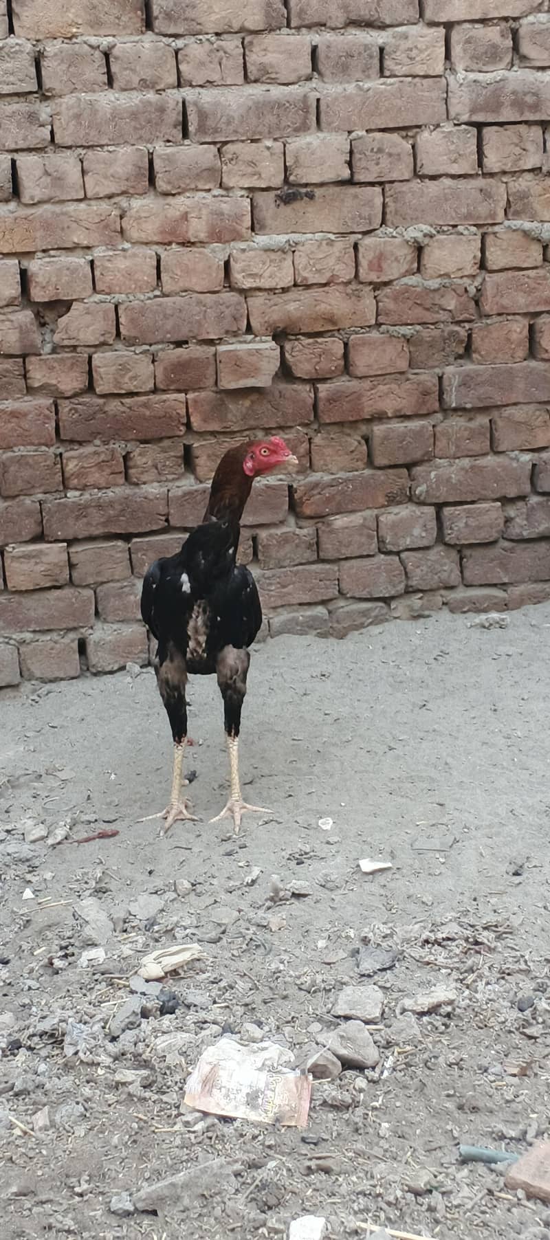 aseel patha 1