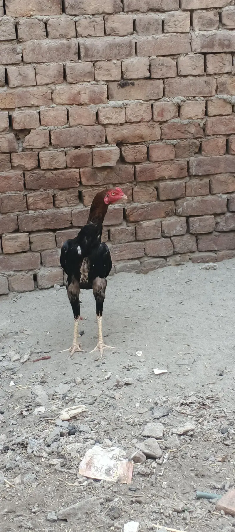 aseel patha — photo 2