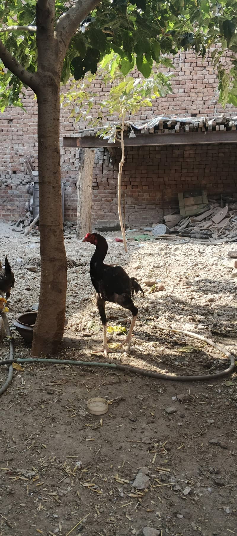 aseel patha 2