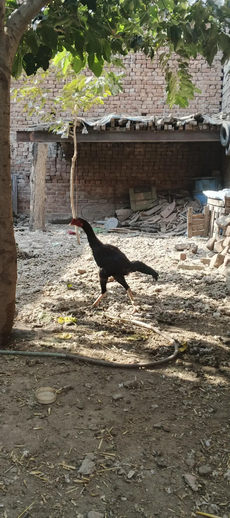 aseel patha — photo 5