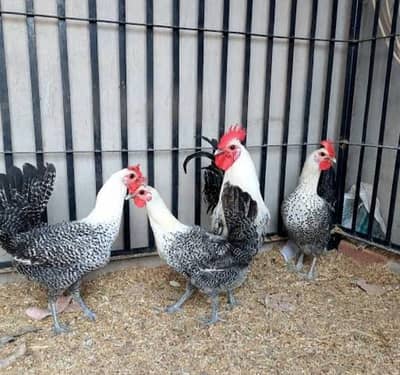 feyoumi hens