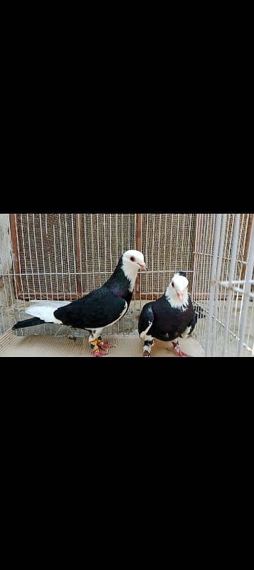home breed pairs available