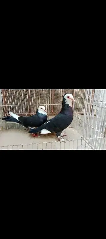 home breed pairs available — photo 3