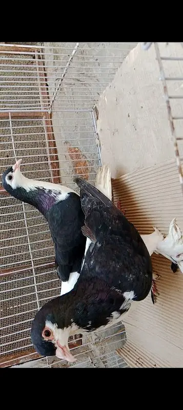 home breed pairs available — photo 4