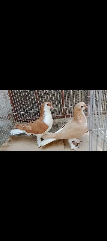 home breed pairs available — photo 5