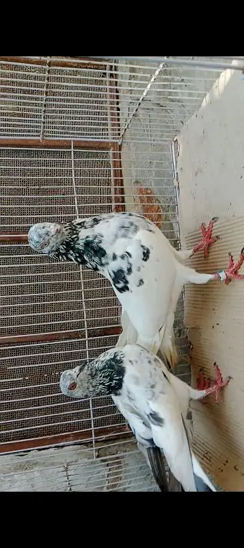 home breed pairs available — photo 6