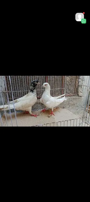home breed pairs available — photo 8