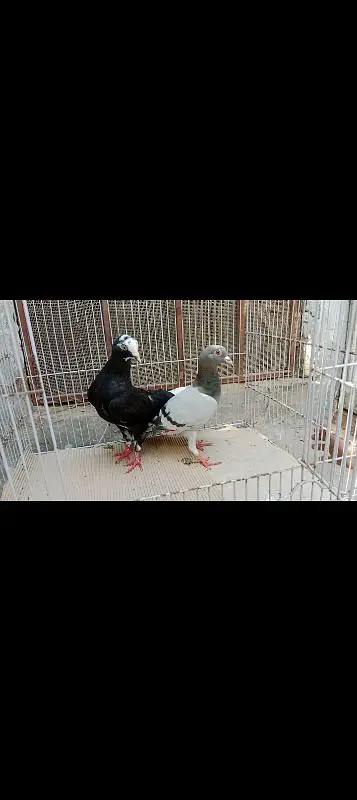 home breed pairs available — photo 9