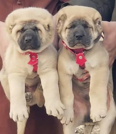 ​Heavy Bone King Kurdish Kangal Pair - 2 Months Old Puppies
