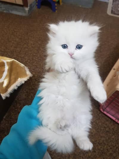 Persian kitens
