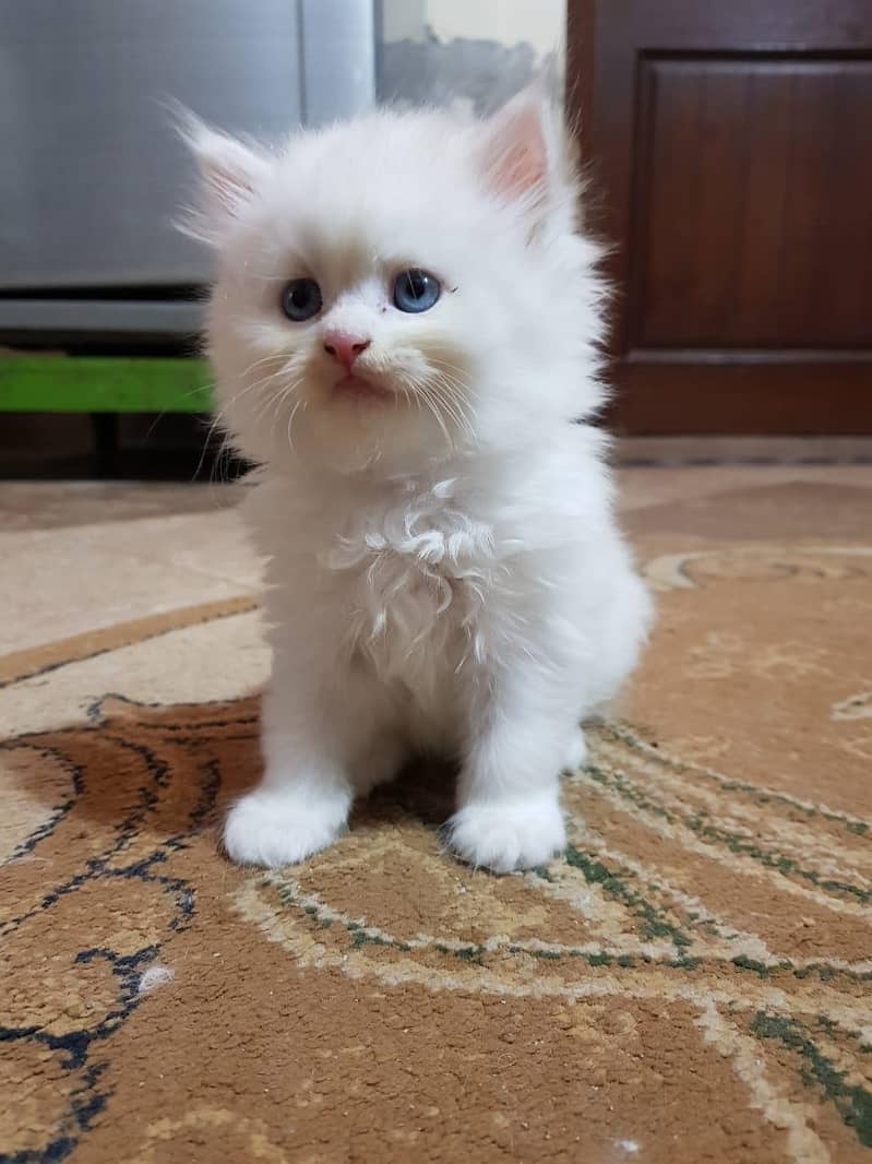 Persian kitens 1