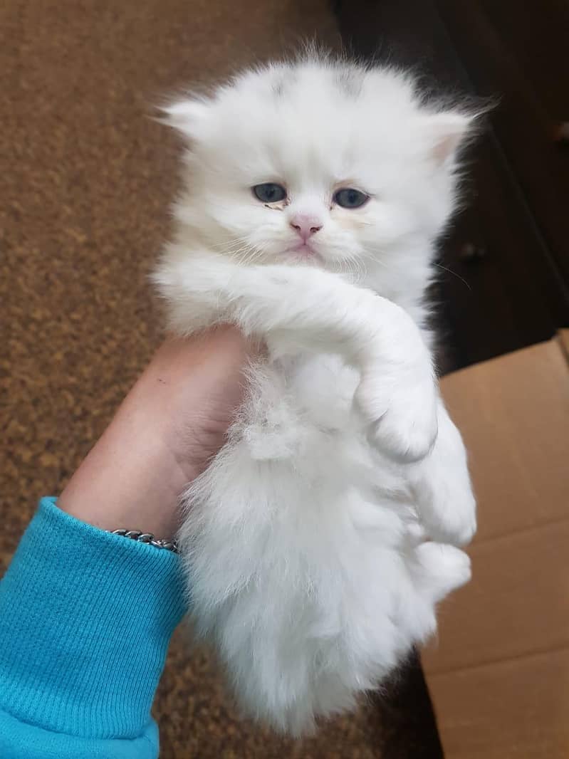 Persian kitens 2