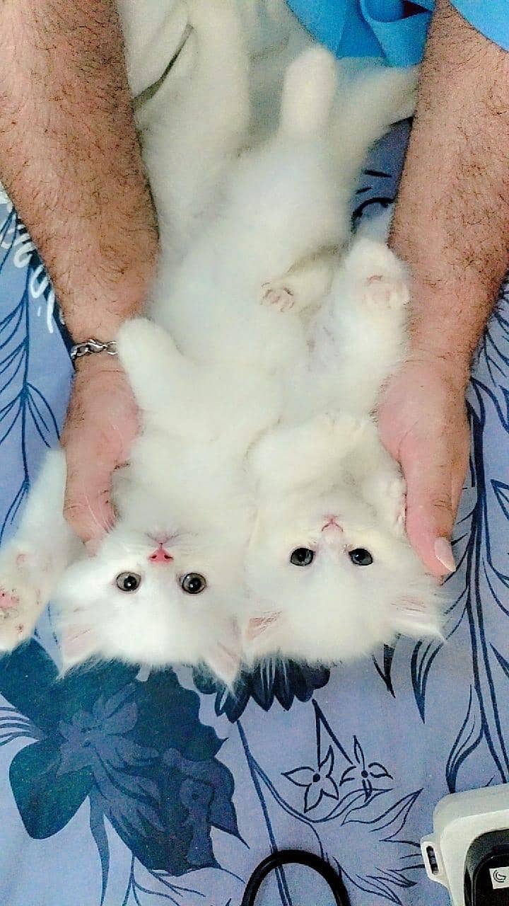 Persian kitens 3