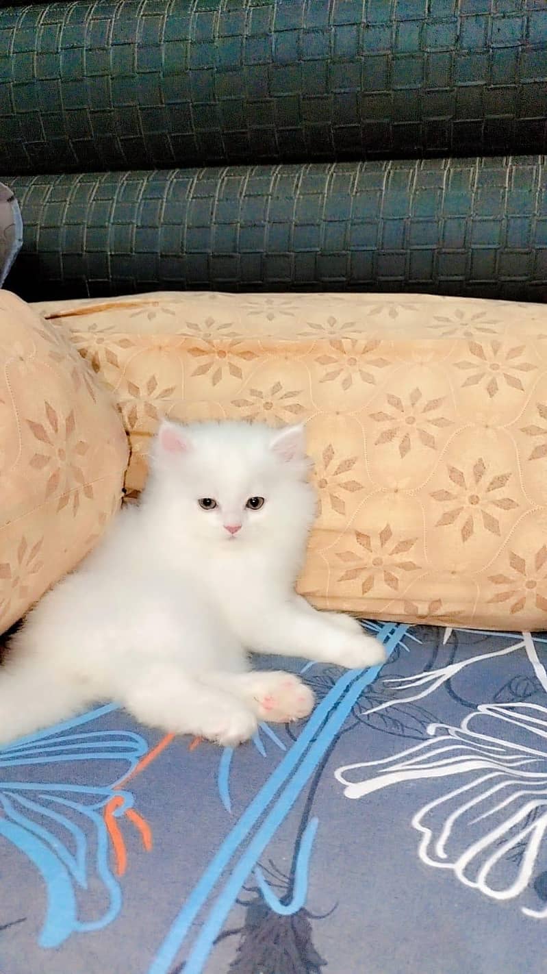 Persian kitens 4