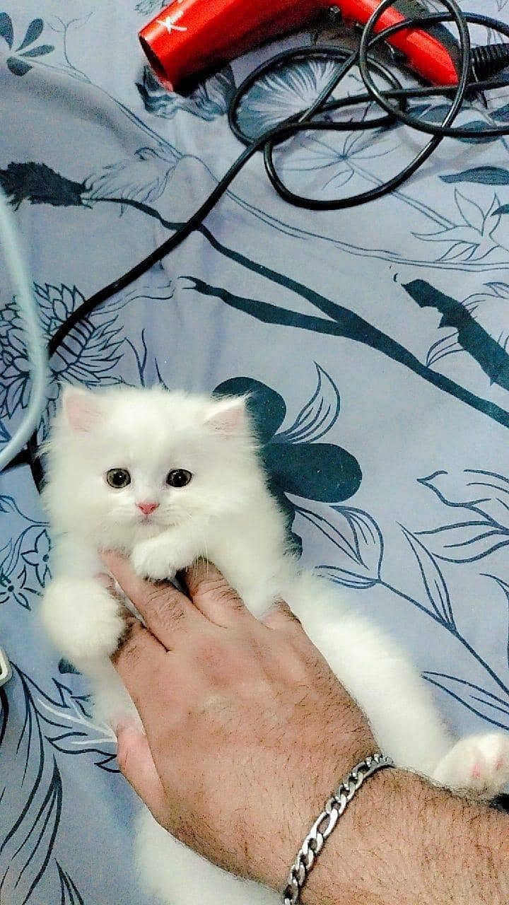 Persian kitens 5
