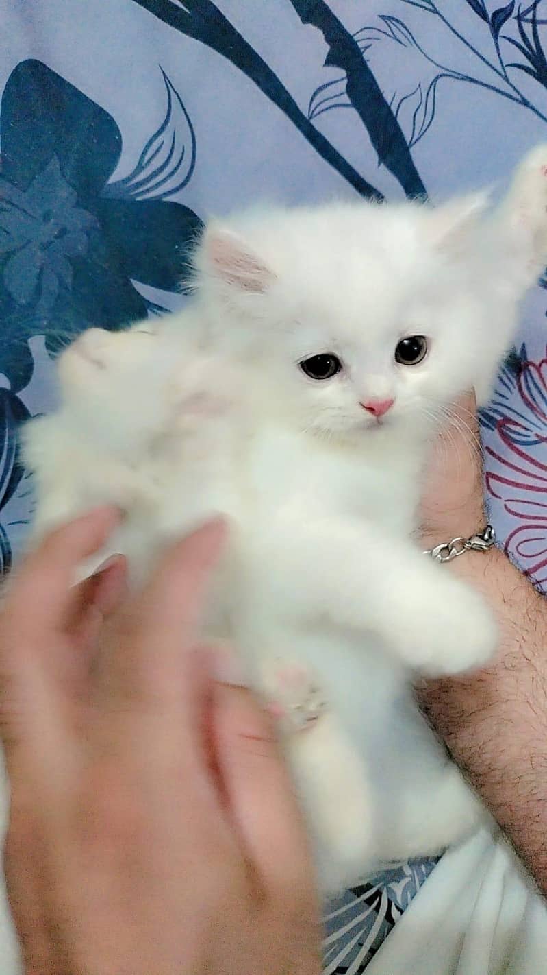 Persian kitens 6