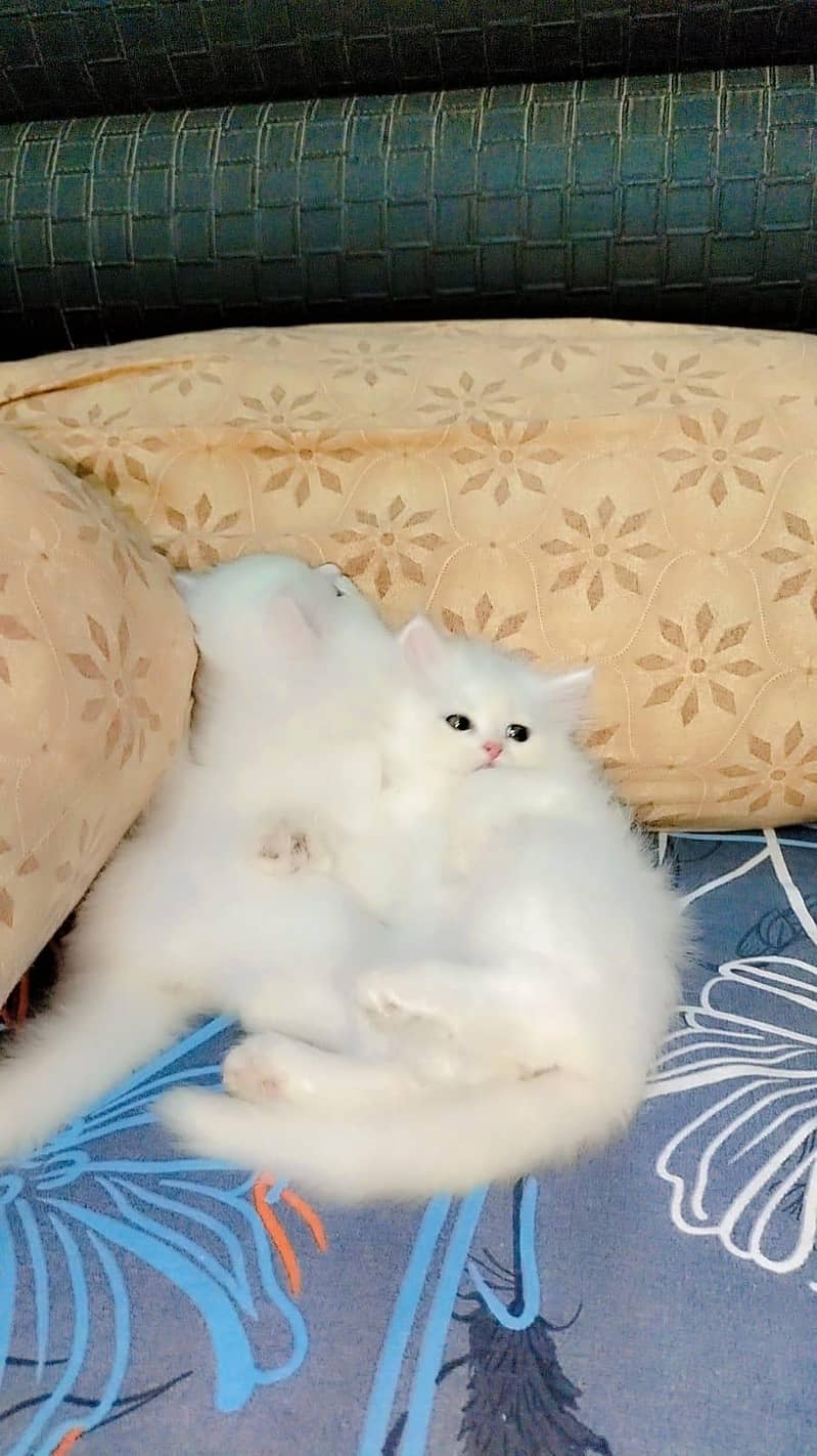 Persian kitens 7
