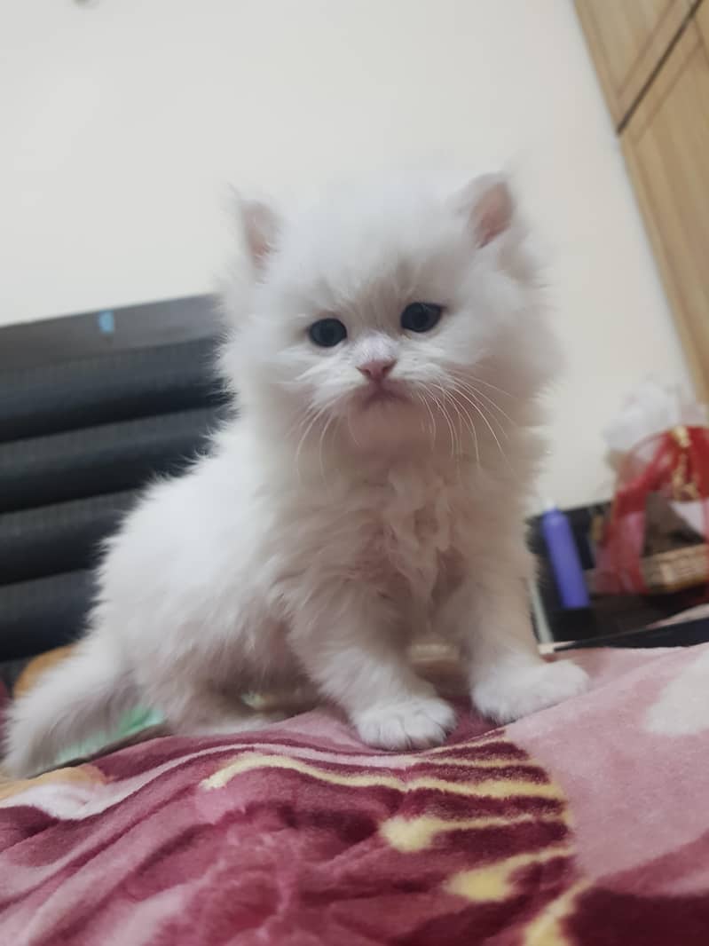 Persian kitens 8