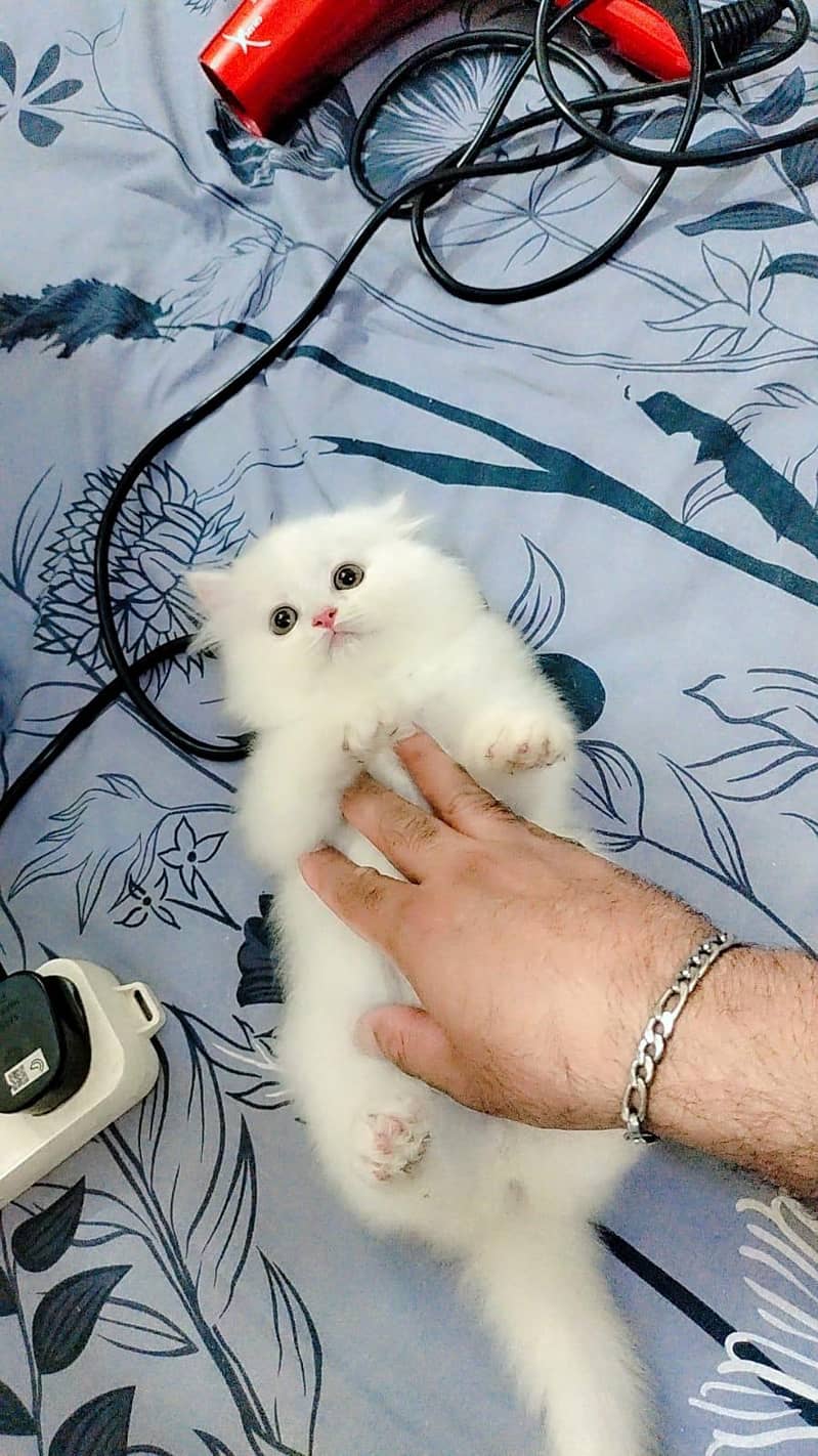 Persian kitens 9