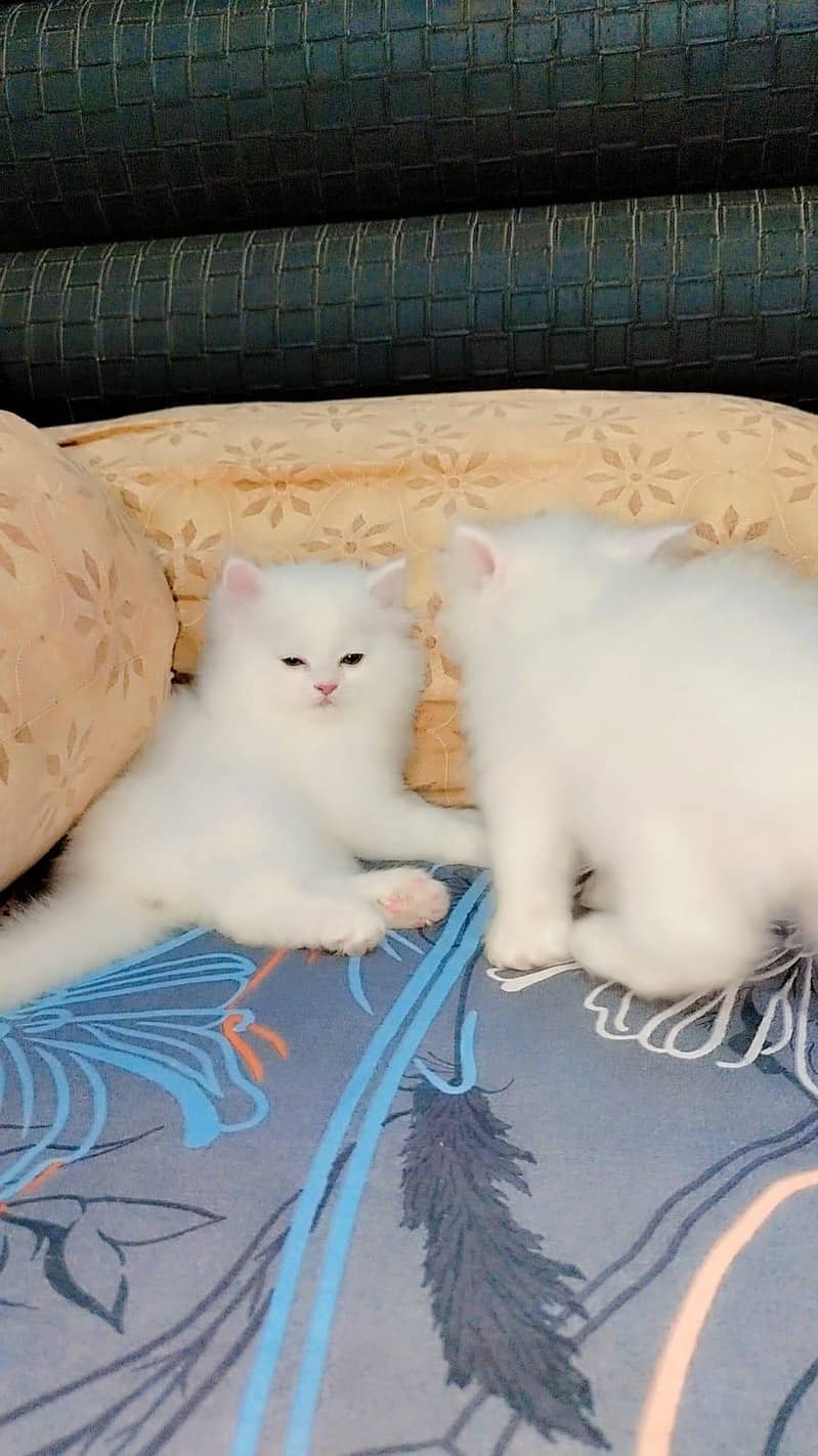 Persian kitens 10