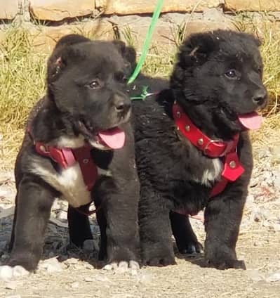 ​Pure King Alabai Puppies Pair - 2 Months Old Heavy Bone