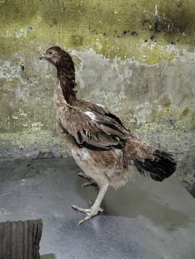 Hind female pur