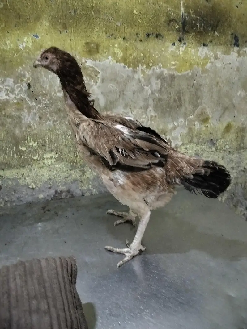 Hind female pur — photo 3