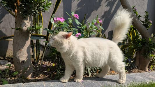 Persian cat Male blue eyes for sale