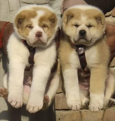 ​Pure King Alabai Puppies Pair - 2 Months Old Heavy Bone