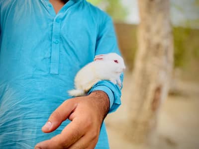 New Zealand white albino rabbit