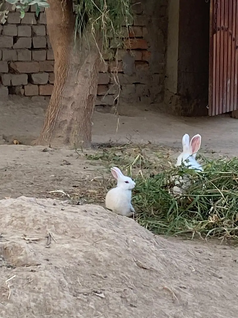 New Zealand white albino rabbit — photo 2