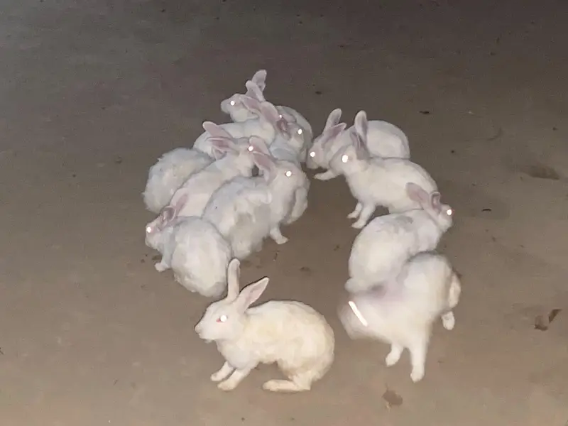 New Zealand white albino rabbit — photo 3